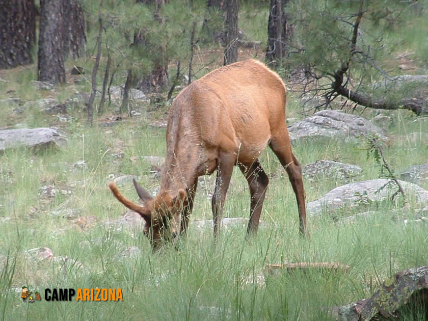 Elk Near Woods Canyon Lake